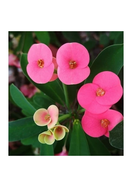 Dikenler Tacı Euphorbia Pembe Fidan