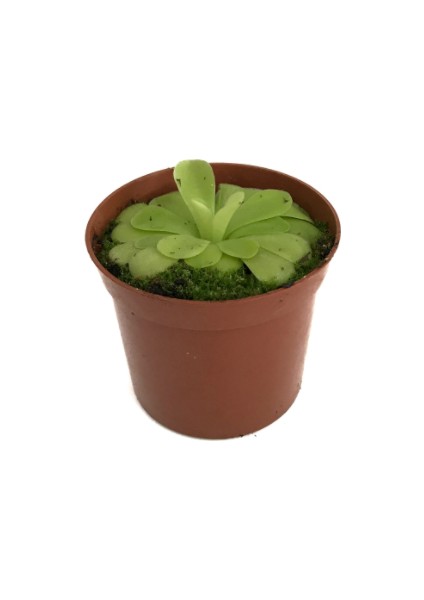 Pinguicula 'Tina' (Sinek Kapan Etobur Bitki)