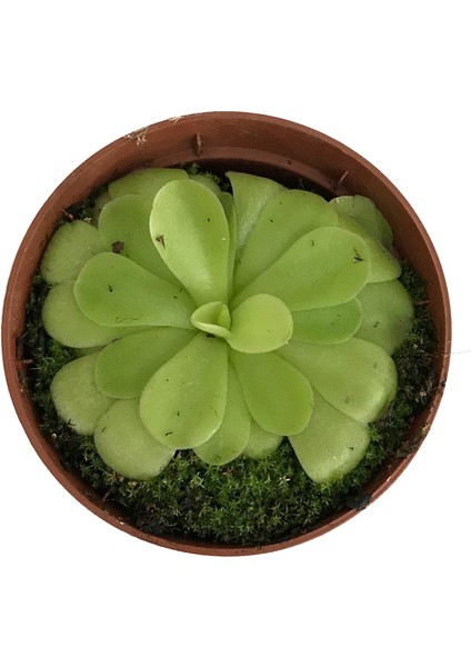 Pinguicula 'Tina' (Sinek Kapan Etobur Bitki) fiyatları