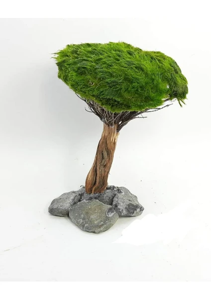 Marimo Scape Dekor Ağaç Figürü Moss Sarılı 'm'