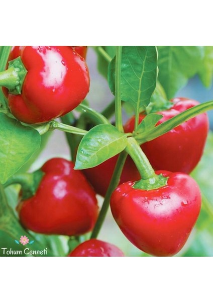 Murat Tohuh Cherry Tatlı Kiraz Biber Tohumu 15 Adet Tohumu