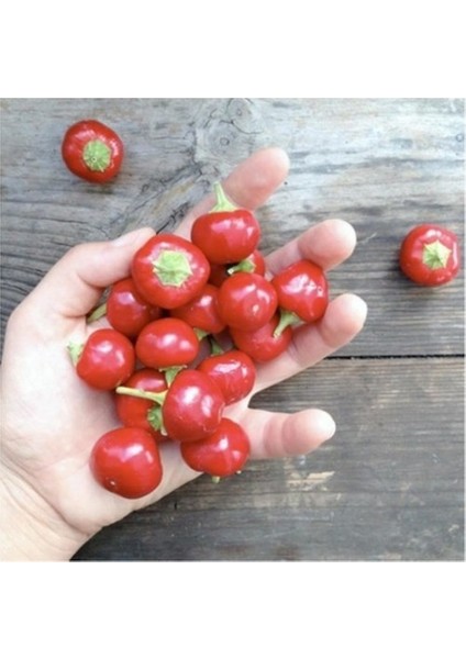 Murat Tohuh Cherry Tatlı Kiraz Biber Tohumu 15 Adet Tohumu fiyatları