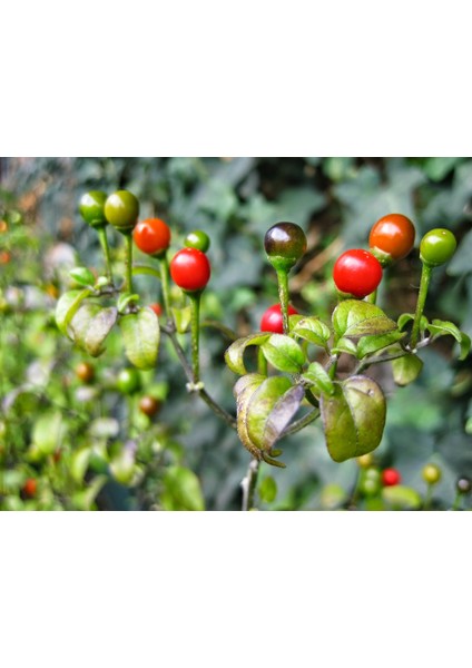 Murat Tohuh Cherry Tatlı Kiraz Biber Tohumu 15 Adet Tohumu modelleri