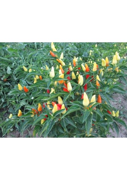 Murat Tohum Biberiye Biber Tohumu 25 Adet Tohum