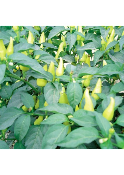 Murat Tohum Biberiye Biber Tohumu 25 Adet Tohum modelleri