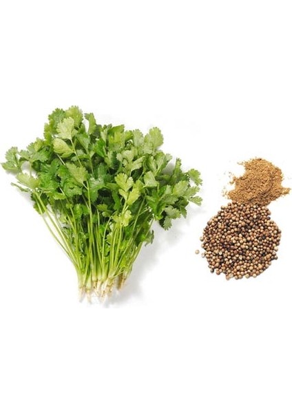 Yerli Aş Otu (Kişniş - Kinzi) Tohumu 25 gr Ort 3000 Ad Tohum