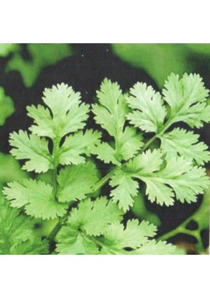 Yerli Aş Otu (Kişniş - Kinzi) Tohumu 25 gr Ort 3000 Ad Tohum fiyatları