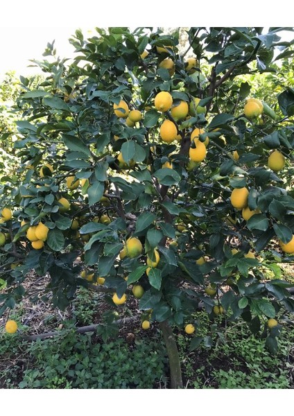 Evimdeki Bahçem Limon Fidanı (Meyveli) Aşılı Limon Fidanı Yediveren Limon