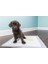 Kedi Köpek Çiş Pedi 60*90 30 Lu 6 Paket 180 Adet 2