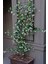 Arap Yasemini, Mis Kokulu, Beyaz Çiçekli, Dev Boy, Jasminum Sambac, 120CM+ Saksıda 1
