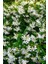 Arap Yasemini, Mis Kokulu, Beyaz Çiçekli, Dev Boy, Jasminum Sambac, 120CM+ Saksıda 2