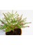 Bonsai Kufeya Cennet Çiçeği Hediyelik 5