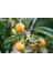 Malta Eriği - Yeni Dünya Fidanı ( Eriobotrya Japonica ) 1