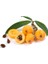 Malta Eriği - Yeni Dünya Fidanı ( Eriobotrya Japonica ) 3