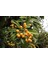 Malta Eriği - Yeni Dünya Fidanı ( Eriobotrya Japonica ) 4