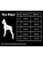 Air Mesh Neon Sarı Köpek Göğüs Tasması 3