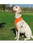 Air Mesh Neon Sarı Köpek Göğüs Tasması 4