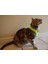 Air Mesh Neon Sarı Köpek Göğüs Tasması 5