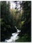 Ahşap Tablo Ormanın Içinden Akan Nehir ve Ağaçlar 1