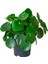 Pilea ( Para Çiçeği ) 30-35 cm 1