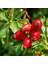 Kuşburnu Fidanı 3 Adet - Rosa Canina 1
