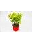 Sarı Kırmızı Gold Taflan Euonymus 3 Adet - Hediyelik 1