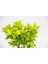 Sarı Kırmızı Gold Taflan Euonymus 3 Adet - Hediyelik 2