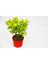 Sarı Kırmızı Gold Taflan Euonymus 3 Adet - Hediyelik 3