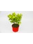 Sarı Kırmızı Gold Taflan Euonymus 3 Adet - Hediyelik 4