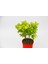 Sarı Kırmızı Gold Taflan Euonymus 3 Adet - Hediyelik 5