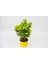 Sarı Gold Taflan Euonymus 5 Adet - Sarı Saksıda Hediyelik 1
