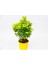 Sarı Gold Taflan Euonymus 5 Adet - Sarı Saksıda Hediyelik 4