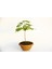 Bonsai Mor Salkım Fidanı Hediyelik 1