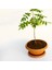 Bonsai Mor Salkım Fidanı Hediyelik 2