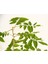 Bonsai Mor Salkım Fidanı Hediyelik 4