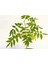 Bonsai Mor Salkım Fidanı Hediyelik 5