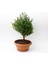 Bonsai Şimşir Fidanı - Hediyelik Ev Ofis Bitkisi 2