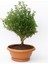 Bonsai Şimşir Fidanı - Hediyelik Ev Ofis Bitkisi 3