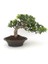 Bonsai Pitosporum Seti (Fidan+Bonsai Saksı+Toprak +Bitki Besini) 1