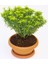 Bonsai Euonymus Microphyllus Aurea Fidanı 5 Adet 1