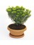 Bonsai Euonymus Microphyllus Aurea Fidanı 5 Adet 3