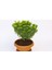 Bonsai Euonymus Microphyllus Aurea Fidanı 2 Adet 2