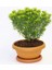 Bonsai Euonymus Microphyllus Aurea Fidanı 2 Adet 4