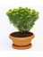 Bonsai Euonymus Microphyllus Aurea Fidanı 2 Adet 5