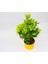 Sarı Gold Taflan Euonymus 3 Adet - Sarı Saksıda Hediyelik 3