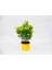 Sarı Gold Taflan Euonymus 3 Adet - Sarı Saksıda Hediyelik 5