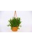 Crassula Muscosa Sukulent - Askılı Saksıda Hediyelik 1