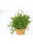 Crassula Muscosa Sukulent - Askılı Saksıda Hediyelik 5