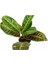 Kraton Salon Bitkisi 3 Adet - Croton Petra 30-50 cm 2