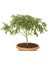 Bonsai Yıldız Çalısı Pitosporum - Hediyelik Ev Ofis Bitkisi 1